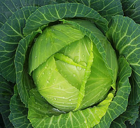 Cabbages 