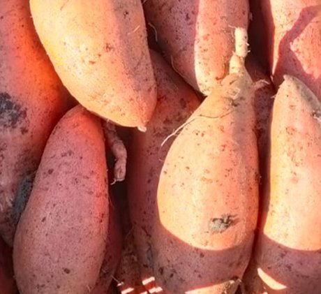 Sweet potatoes 