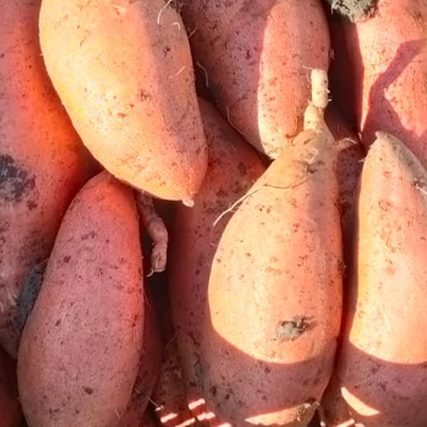 Sweet-potatoes